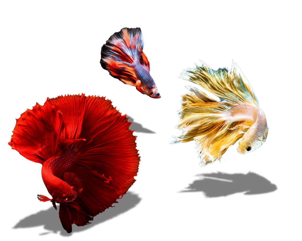 best betta fish shop near me